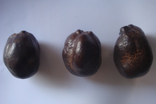 ثمار دوم طابا