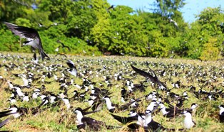 Bird island…a unique portrait of Seychelles’ natural beauty