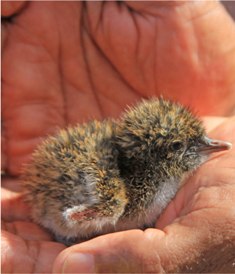 Bird island…a unique portrait of Seychelles’ natural beauty