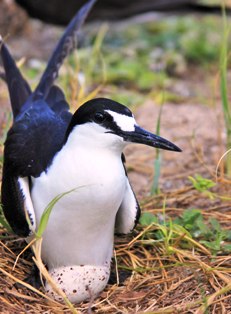 Bird island…a unique portrait of Seychelles’ natural beauty