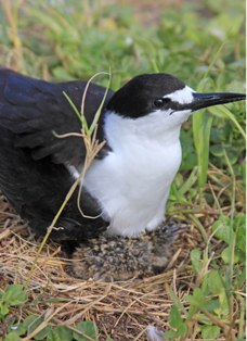 Bird island…a unique portrait of Seychelles’ natural beauty