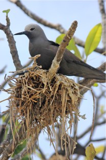 Bird island…a unique portrait of Seychelles’ natural beauty