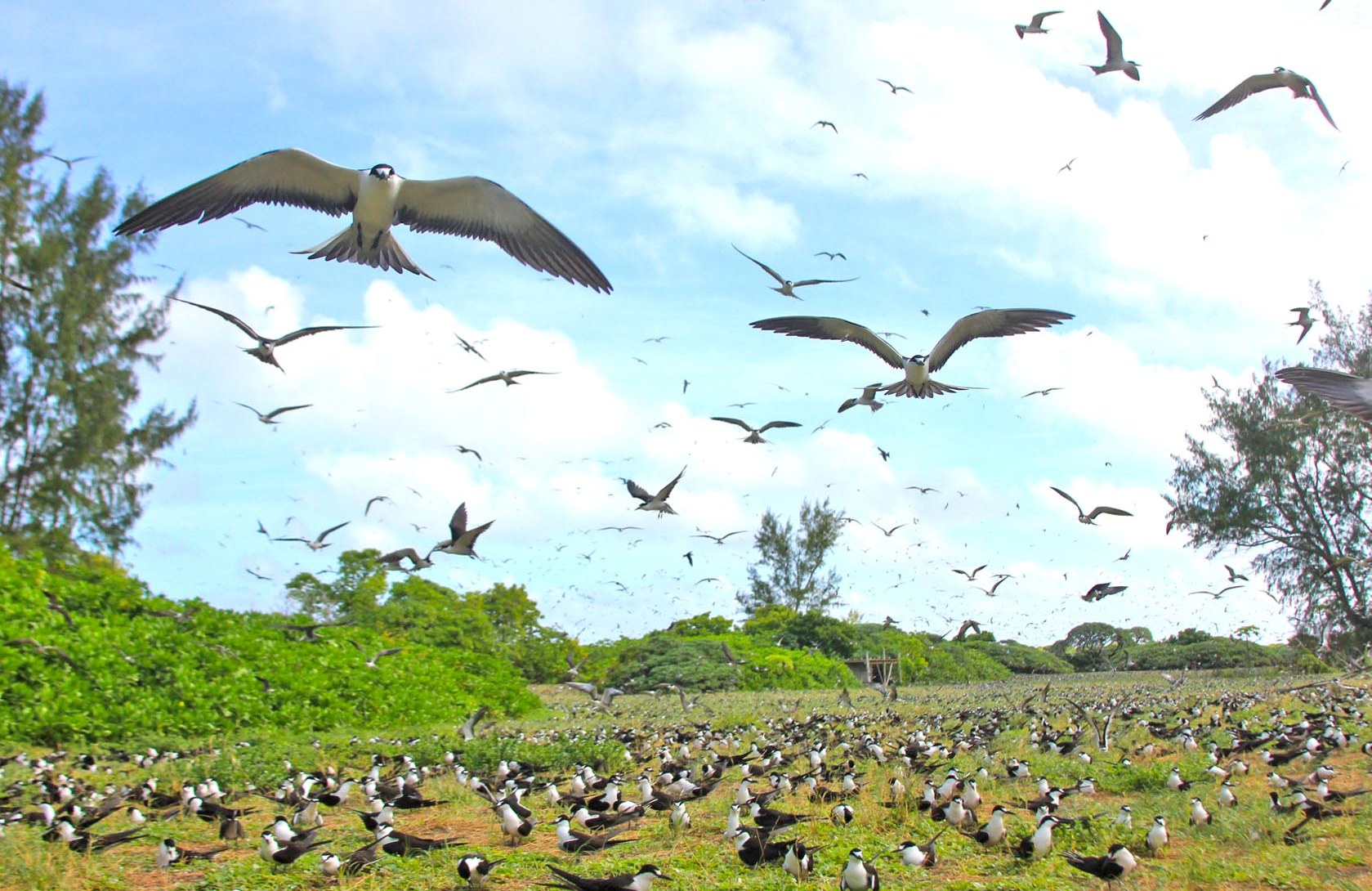 Bird island…a unique portrait of Seychelles’ natural beauty