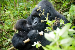 RWANDA’S ELEVENTH ANNUAL GORILLA NAMING CEREMONY TO TAKE PLACE SEPTEMBER 5TH, 2015