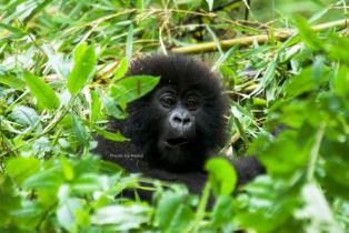 RWANDA’S ELEVENTH ANNUAL GORILLA NAMING CEREMONY TO TAKE PLACE SEPTEMBER 5TH, 2015