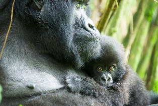 RWANDA’S ELEVENTH ANNUAL GORILLA NAMING CEREMONY TO TAKE PLACE SEPTEMBER 5TH, 2015