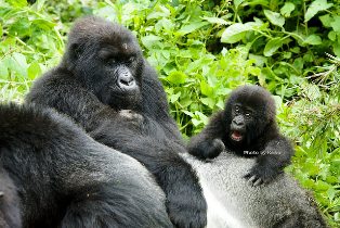 RWANDA’S ELEVENTH ANNUAL GORILLA NAMING CEREMONY TO TAKE PLACE SEPTEMBER 5TH, 2015