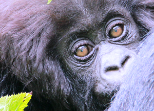 RWANDA’S ELEVENTH ANNUAL GORILLA NAMING CEREMONY TO TAKE PLACE SEPTEMBER 5TH, 2015