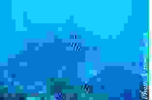 Discover the wonders of Seychelles’ undersea world with ‘Penguins’ semi-submersible submarines