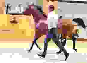 اكثر من 120 فرسا من اندر السلالات العربية للبيع فى مزاد الخيل بمعرض دبي الدولى 2016