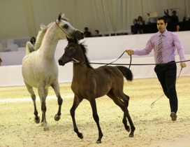 غدا السبت الفرصة الأخيرة لمشاهدة معرض دبى الدولى للخيل العربى