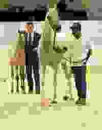 غدا السبت الفرصة الأخيرة لمشاهدة معرض دبى الدولى للخيل العربى