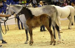 MAGNIFICENT FOALS MAKE THEIR DEBUT IN “BABIES OF THE YEAR” SEGMENT AT DUBAI INTERNATIONAL ARABIAN HORSE CHAMPIONSHIP