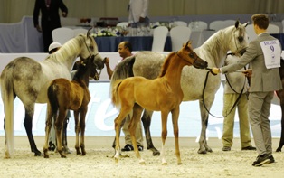 MAGNIFICENT FOALS MAKE THEIR DEBUT IN “BABIES OF THE YEAR” SEGMENT AT DUBAI INTERNATIONAL ARABIAN HORSE CHAMPIONSHIP