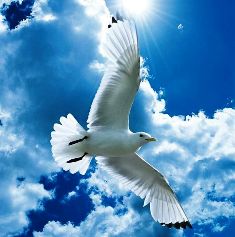 نوارس البحر - قيمة سياحة مضافة ...بقلم د. عصام الطابونى