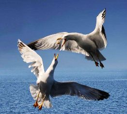 نوارس البحر - قيمة سياحة مضافة ...بقلم د. عصام الطابونى