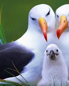 نوارس البحر - قيمة سياحة مضافة ...بقلم د. عصام الطابونى