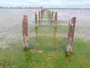 فى عشق فروة ... بقلم د. عصام الطابونى