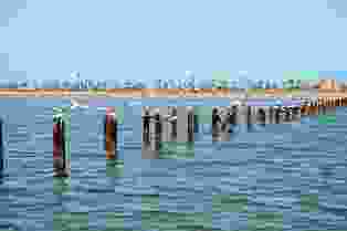 فى عشق فروة ... بقلم د. عصام الطابونى