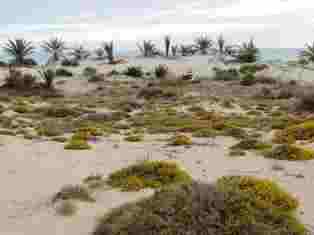 فى عشق فروة ... بقلم د. عصام الطابونى