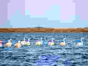 فى عشق فروة ... بقلم د. عصام الطابونى