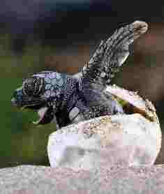 فى عشق فروة ... بقلم د. عصام الطابونى