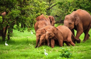 منتجع وسبا شانغريلا هامبانتوتا يقدم عالما من الخيال في سريلانكا