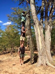 العثور على تمساح ضخم بطول 3 رجال!