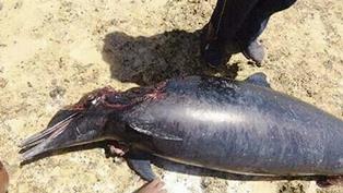 البيئة: الدفع بفريق عمل لرصد الدولفين النافق بمرسى علم والوقوف على اسباب نفوقه