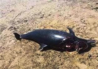 البيئة: الدفع بفريق عمل لرصد الدولفين النافق بمرسى علم والوقوف على اسباب نفوقه