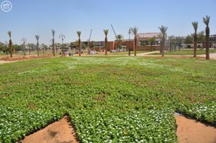 مهرجان الورد والفاكهة بتبوك يستعد لاستقبال زائريه بأكثر من 80 فعالية