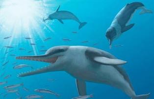 اكتشاف حفريات لأذن دولفين يرجع لعصور ما قبل التاريخ بامريكا