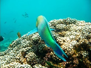 سياحة الرياضات المائية في جزيرة مصيرة بعمان  .. متعة وتحدي