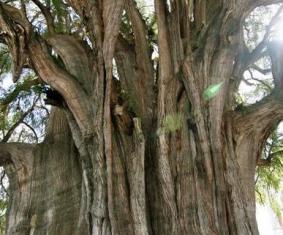 اكتشاف أقدم شجرة في أوروبا عمرها 1075 عاما