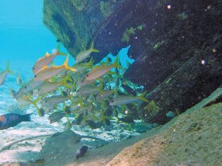 أوباما ينشىء أكبر محمية طبيعية بحرية في العالم