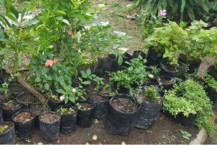 Ferdinand Vidot remains a respected herbalist of Seychelles