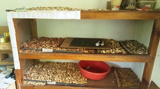 Ferdinand Vidot remains a respected herbalist of Seychelles