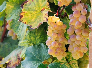 Wine Tourism – a growing tourism segment