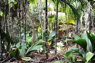 American Natural History Museum to offer patrons expedition-style tour to Seychelles in 2017