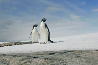 اقامة أكبر محمية بحرية في العالم بالمحيط القطبي الجنوبي