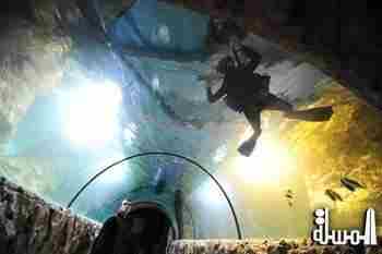 إفتتاح أول معرض للكائنات البحرية في موسكو