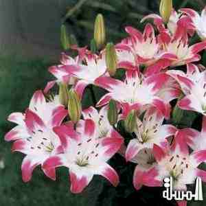 سياحة ماليزيا تدرج حديقة زراعية ذات مستوى عالمى الى القطاع