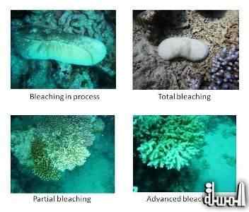 ظاهرة ابيضاض الشعاب المرجانية خطر يقترب من البحر الاحمر ويهدد سياحة الغوص ..!