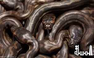 العثور على 40 ثعبان بغرفة فى أحد فنادق كندا