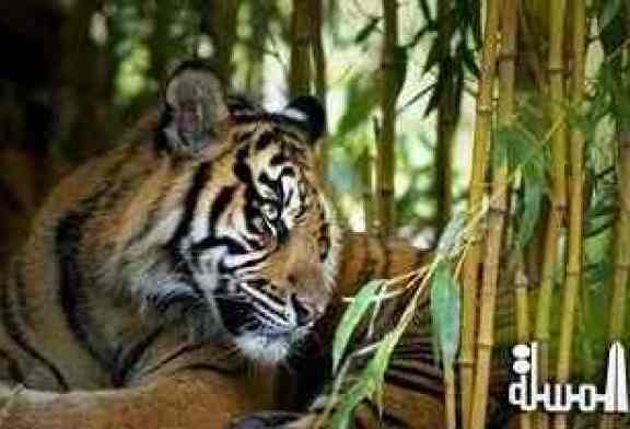 Scientists and volunteers join forces in two new expeditions to help protect and preserve Sumantran tigers and South African leopards