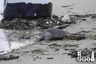 انقاذ سلحفاة بحرية نادرة بولاية ساوث كارولاينا الامريكية