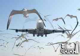 سرب طيور تجبر طائرة
