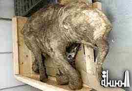 اكتشاف أحفور فيل بدائي جنوب غربي الصين