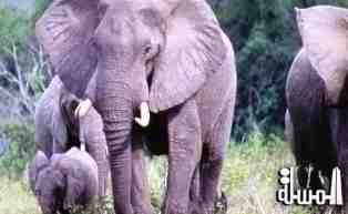 85k Sign Petition Urging Delta Airlines to Stop Shipping Hunting Trophies