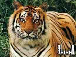 نمر، وأخواتها … بقلم د. محمد فتحى راشد الحريرى